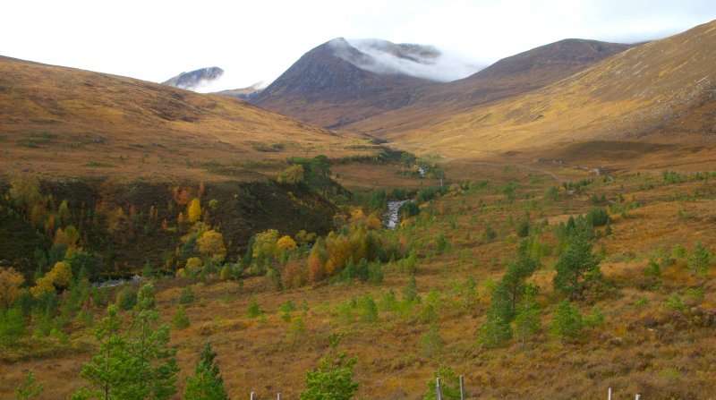 Young trees in Glen Affric