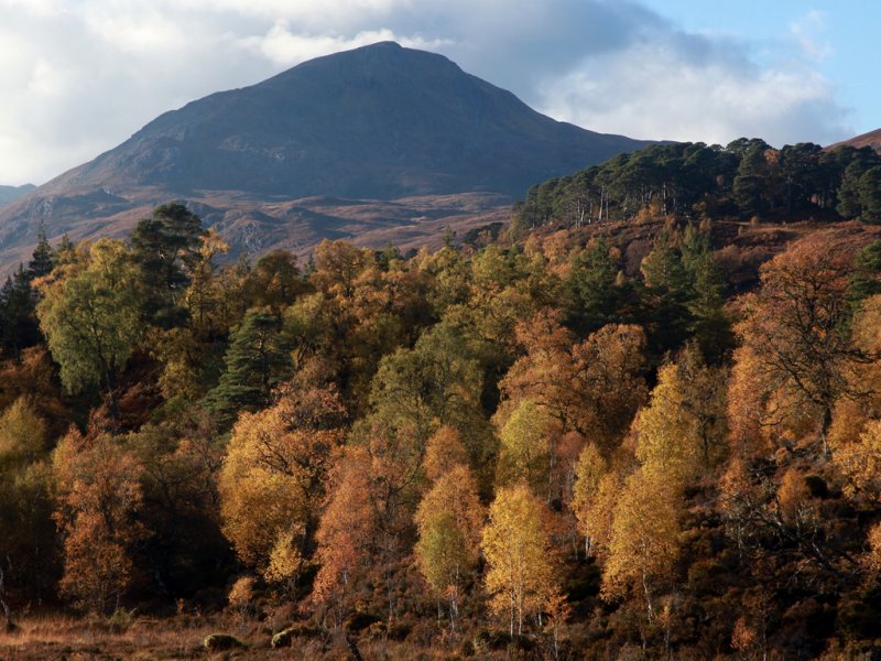 Mature trees in Caledonian Forest