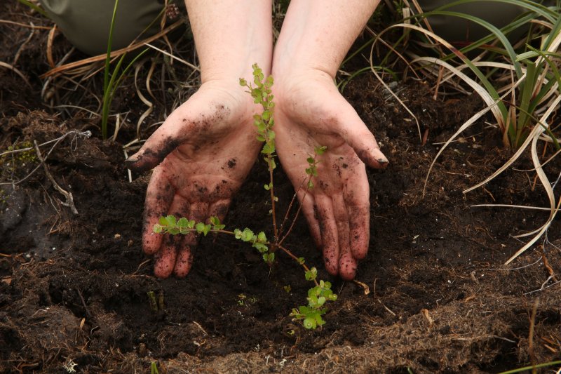 Seedlings