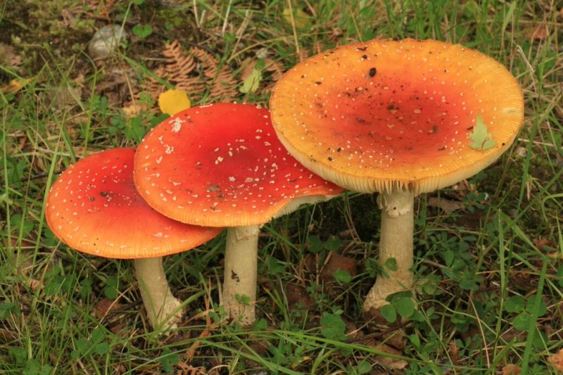 How do fungi get energy?