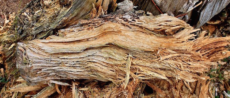 Which animals live in a rotting log?