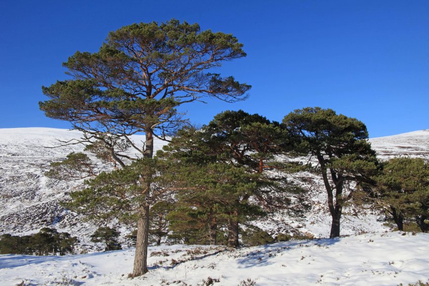 IMG_3907 Scots pines in snow with blue sky at Coille Ruigh na Cuileigemed