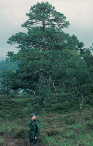 George Watson at Coille Ruigh in Glen Affric in 1990.