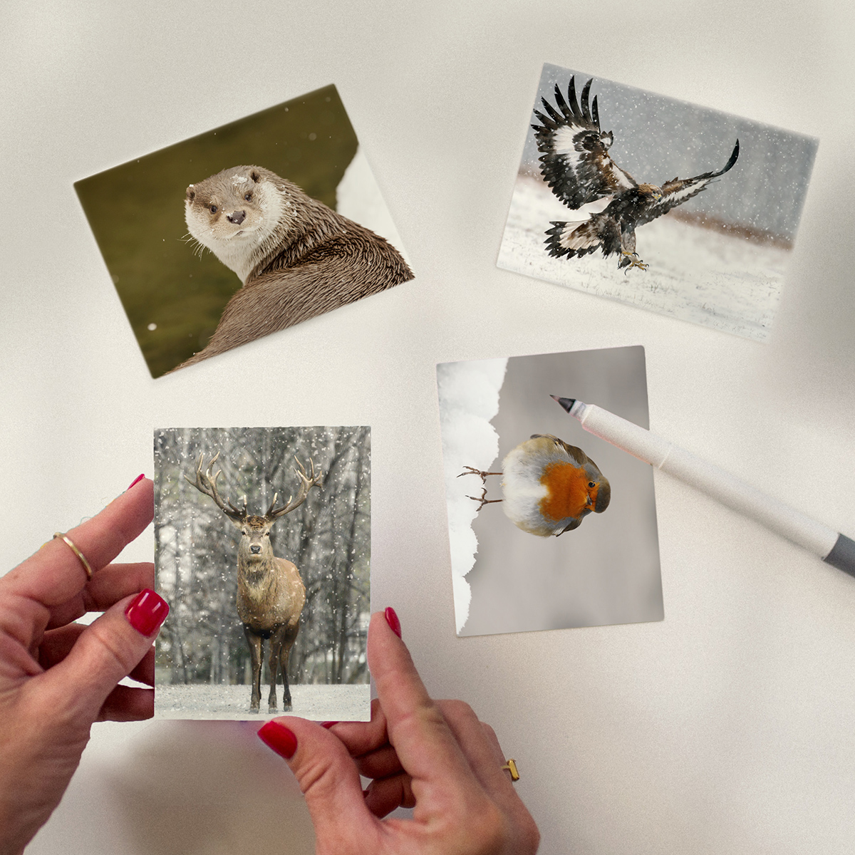 Wildlife greetings cards