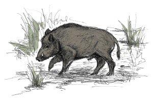 Mythology and Folklore of Wild boar | Trees for Life