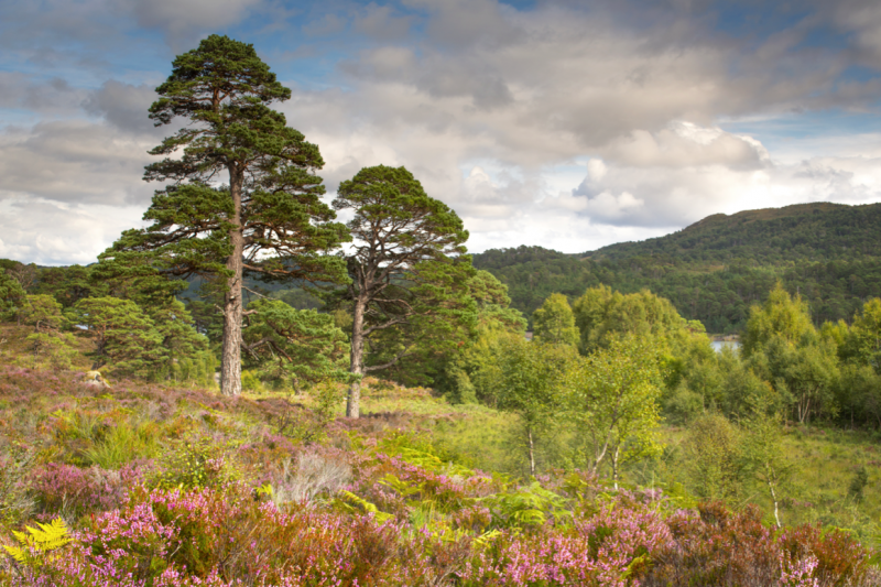 A grove of trees in the Scottish Highlands