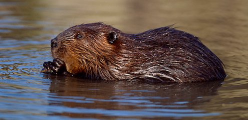 European Beaver | Trees for Life