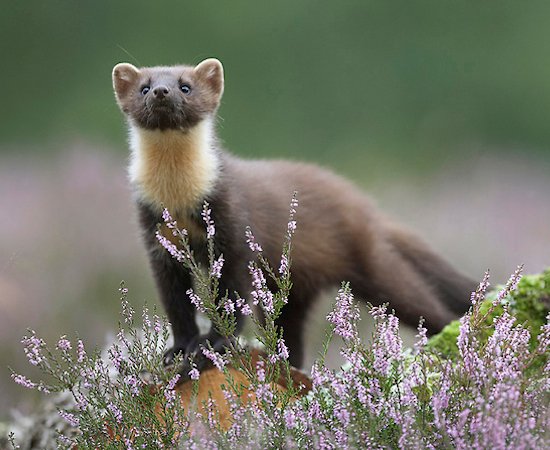 The Caledonian Forest Trees for Life