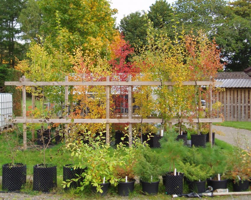 Tree Nursery Dundreggan Trees For Life Growing Rare Species