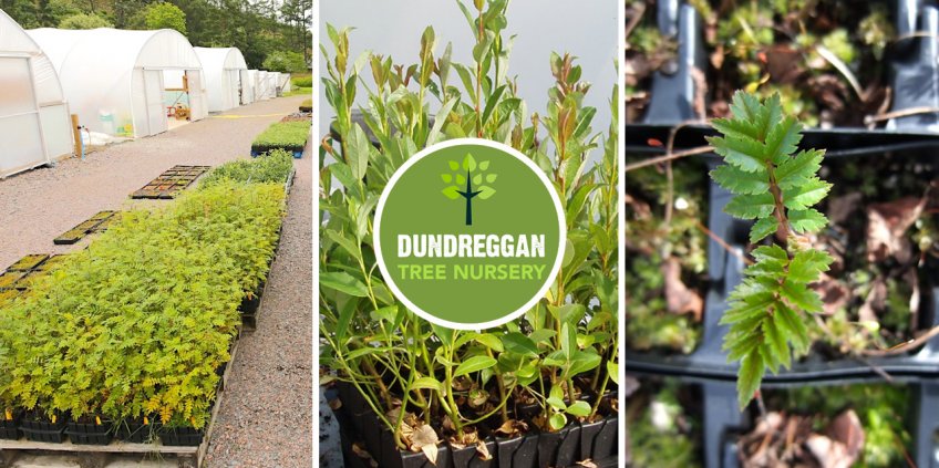 Tree Nursery Dundreggan Trees For Life