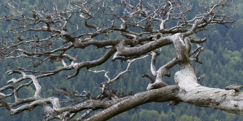 dead-tree-stock-image