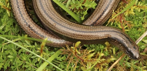 Slow worm | Trees for Life