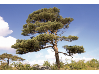 Habitat Fragmentation Trees For Life Habitat Fragmentation Trees For Life