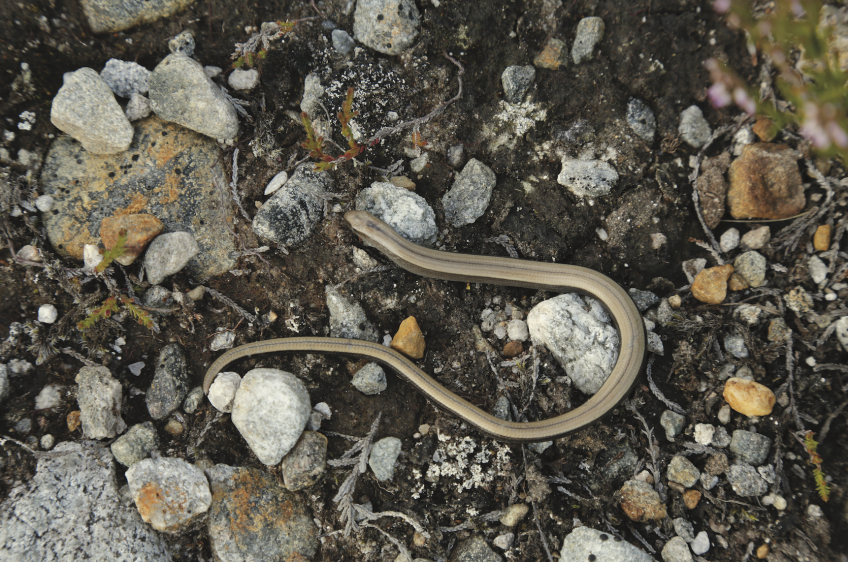 Slow Worm Trees For Life Young Slow Worm In Glen Affric