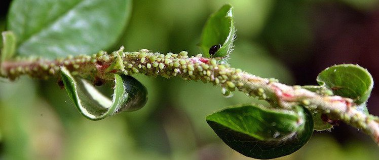 The ecology of aphids | Trees for Life