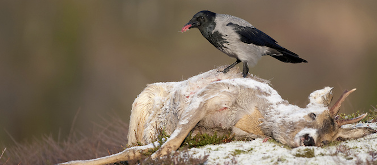 carrion-in-the-forest-trees-for-life