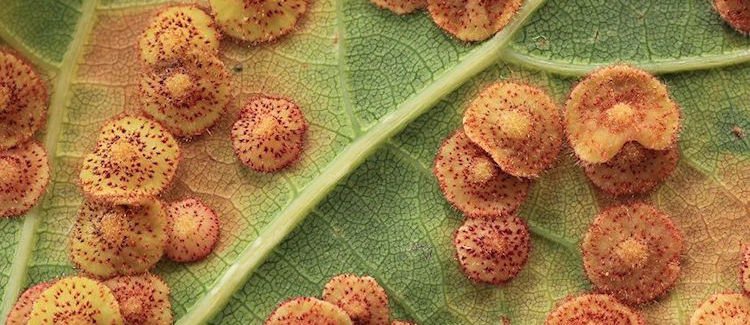 Plant Gall Information Trees For Life