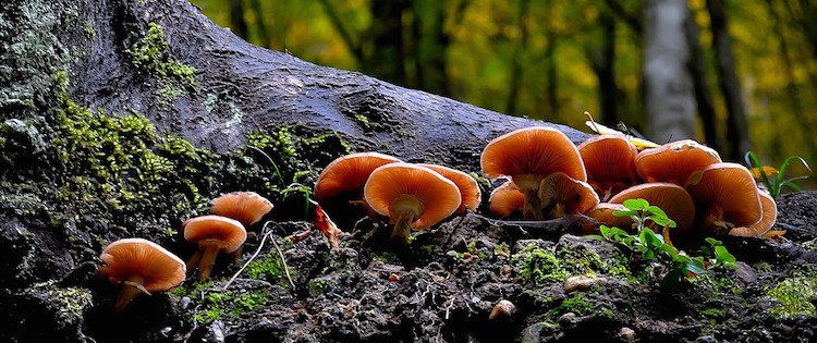 Fungi In Scotland Trees For Life