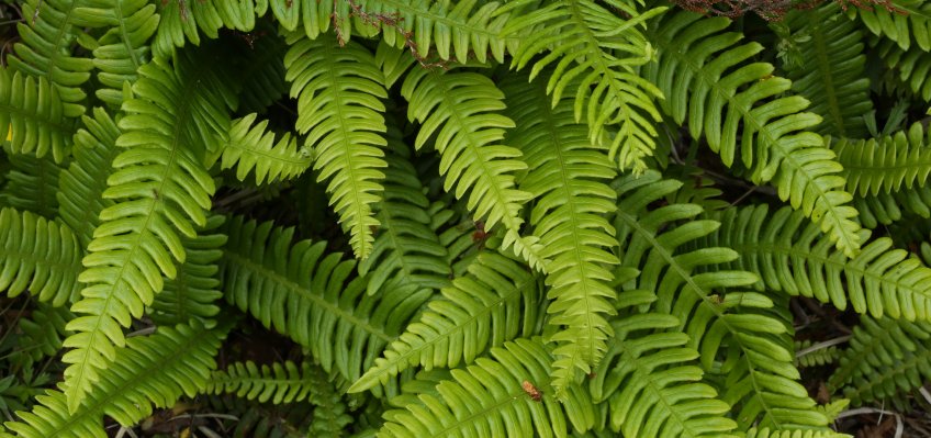 Hard fern facts and information | Trees for Life