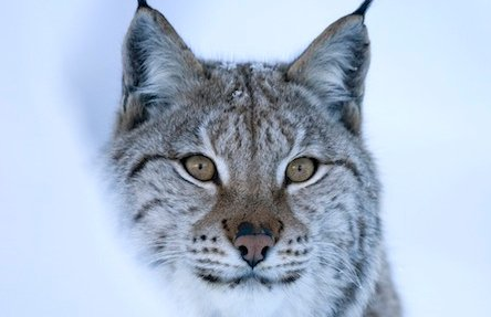 Rewilding Scotland and return of lynx in spotlight in Edinburgh - Trees