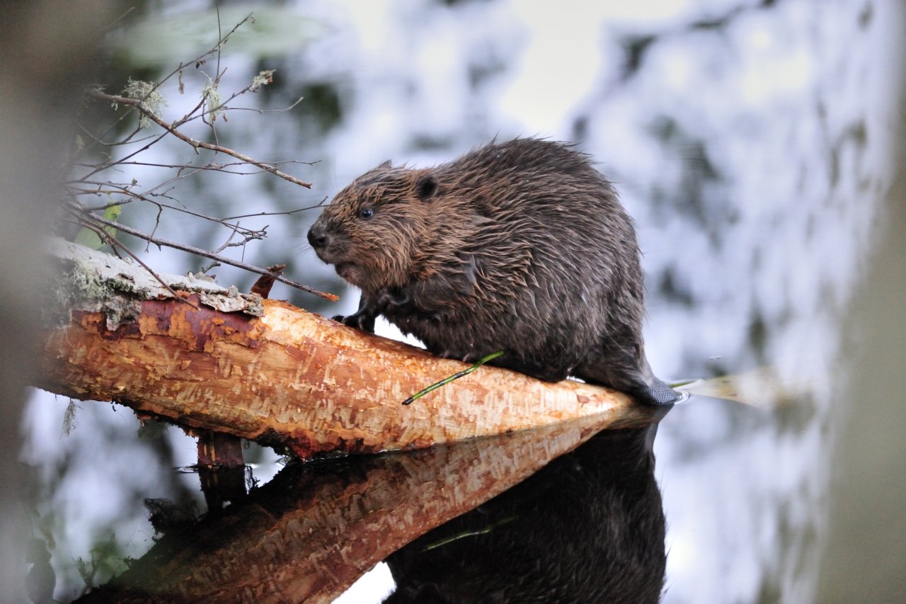 Why we should be welcoming back Scottish Beavers - Trees for Life.