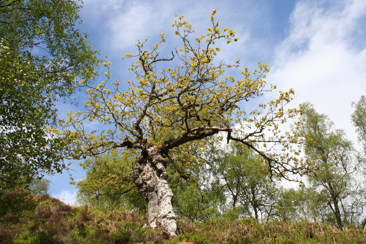 Young and old at Grudie Oakwood | Trees for Life