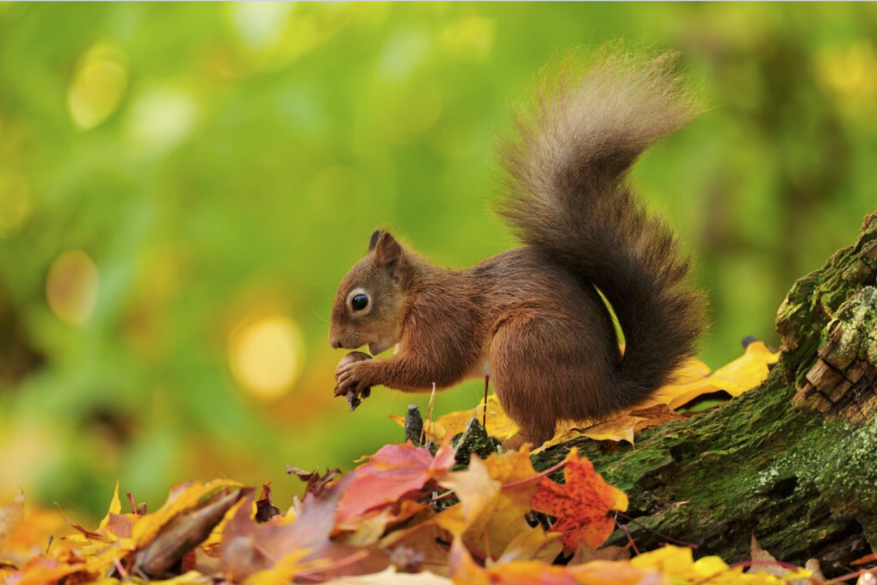 10-things-you-never-knew-about-red-squirrels-trees-for-life