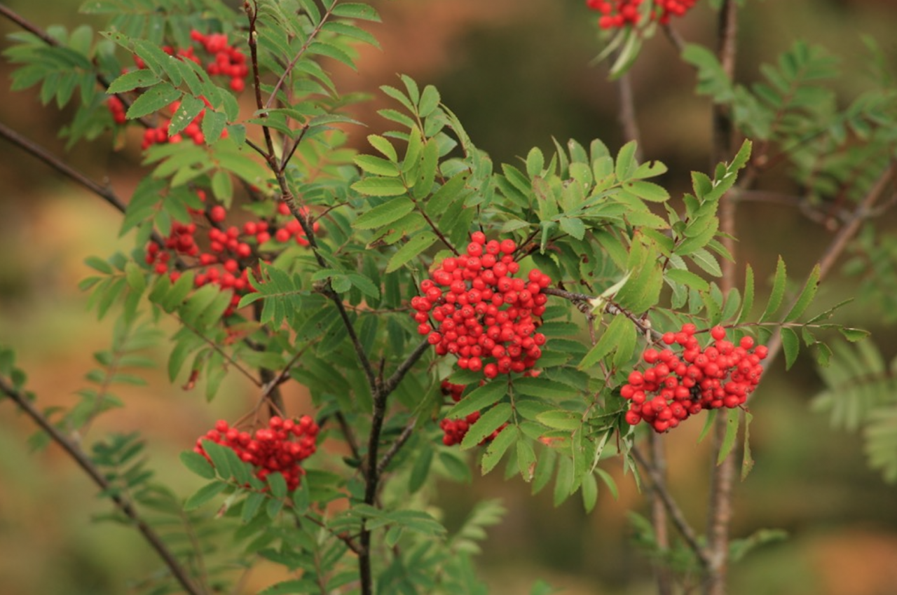 On a seed collecting mission for Kew! - Trees for Life