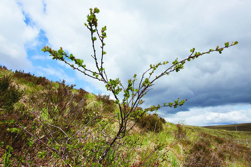 Protecting the future of Scotland's trees at Kew's Millennium Seed Bank