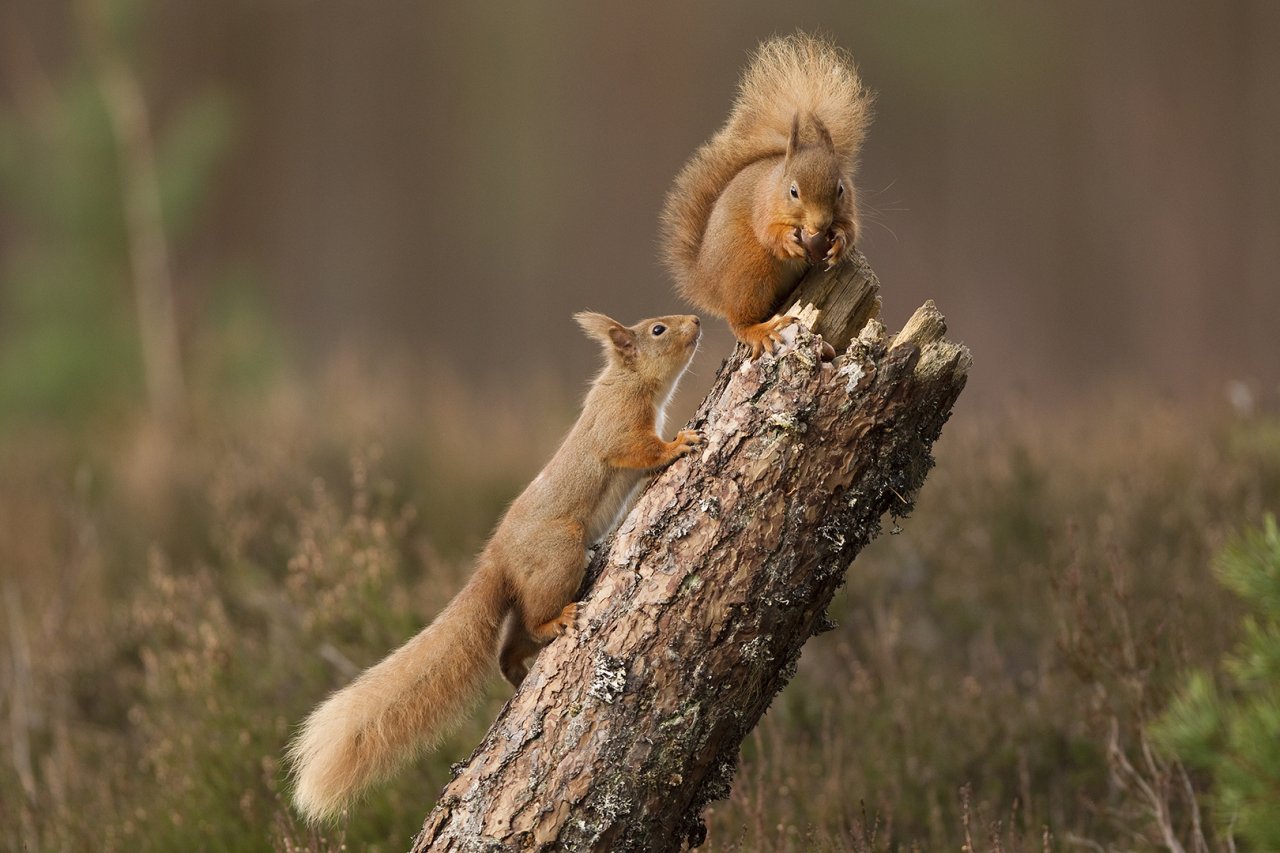 Red squirrel reintroduction success with breeding and natural expansion