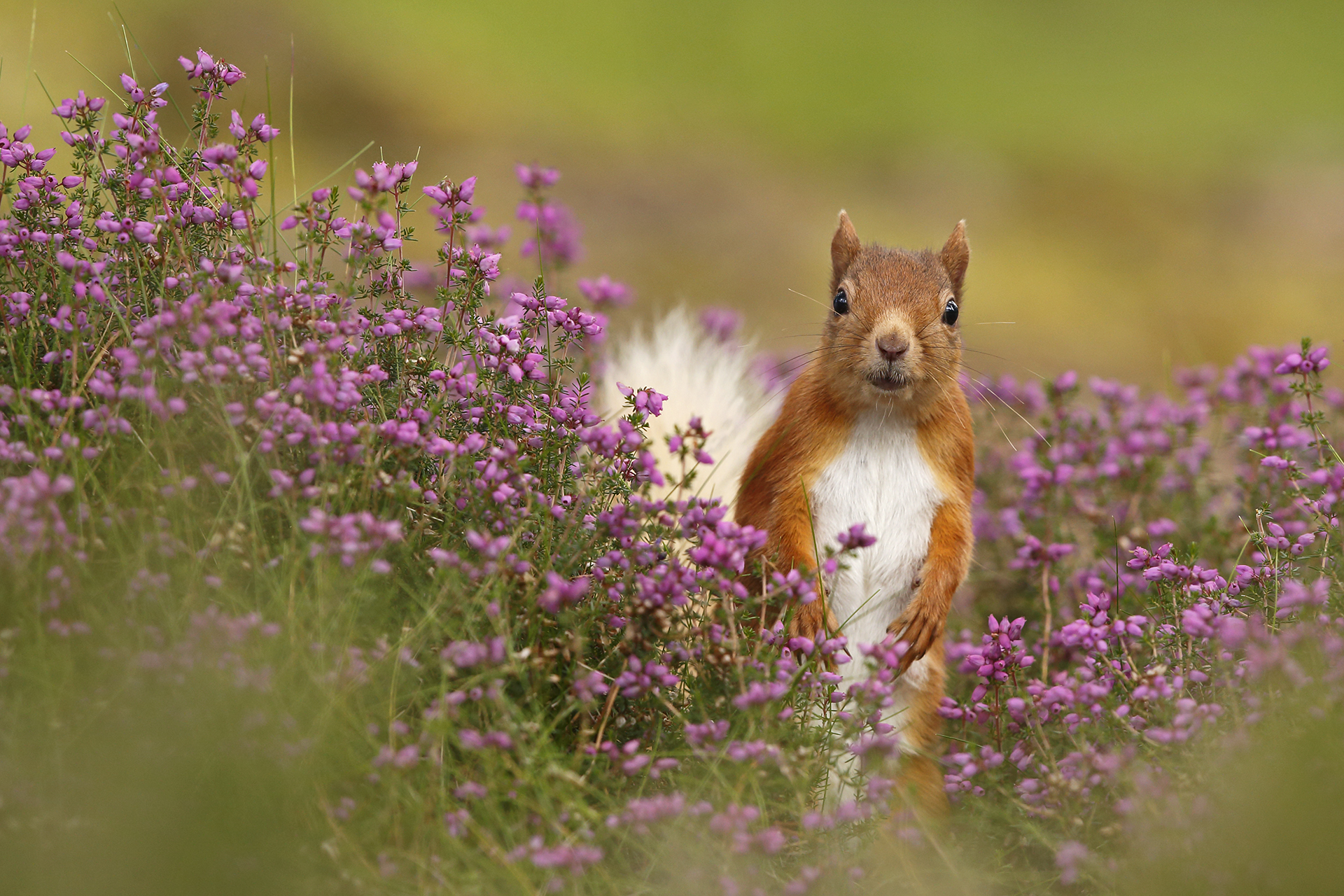 Red squirrel conservation