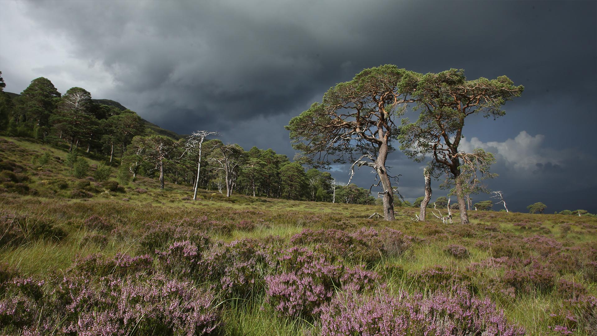 Scots pine in storm