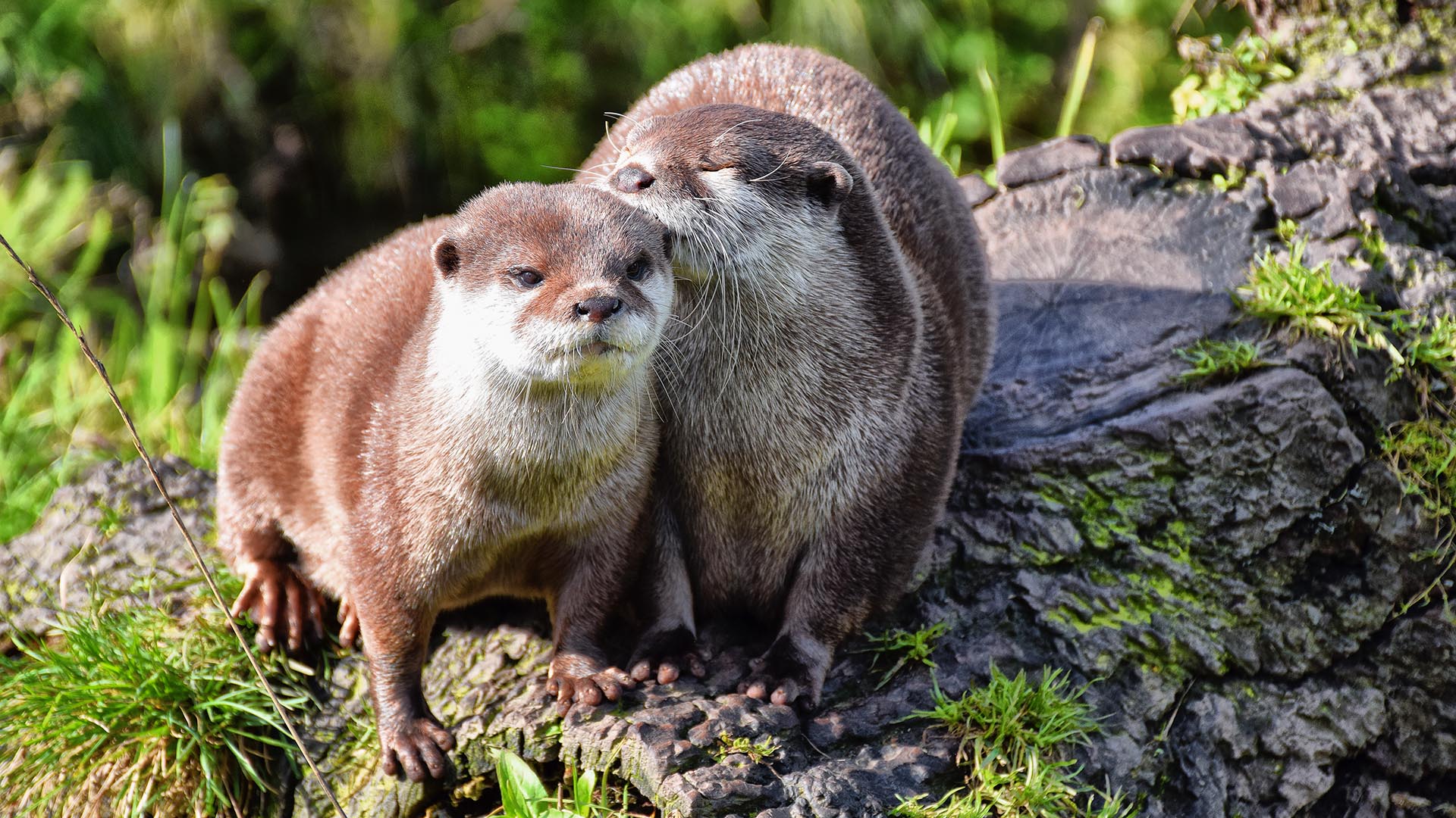 Otter Facts And Mythology Trees For Life