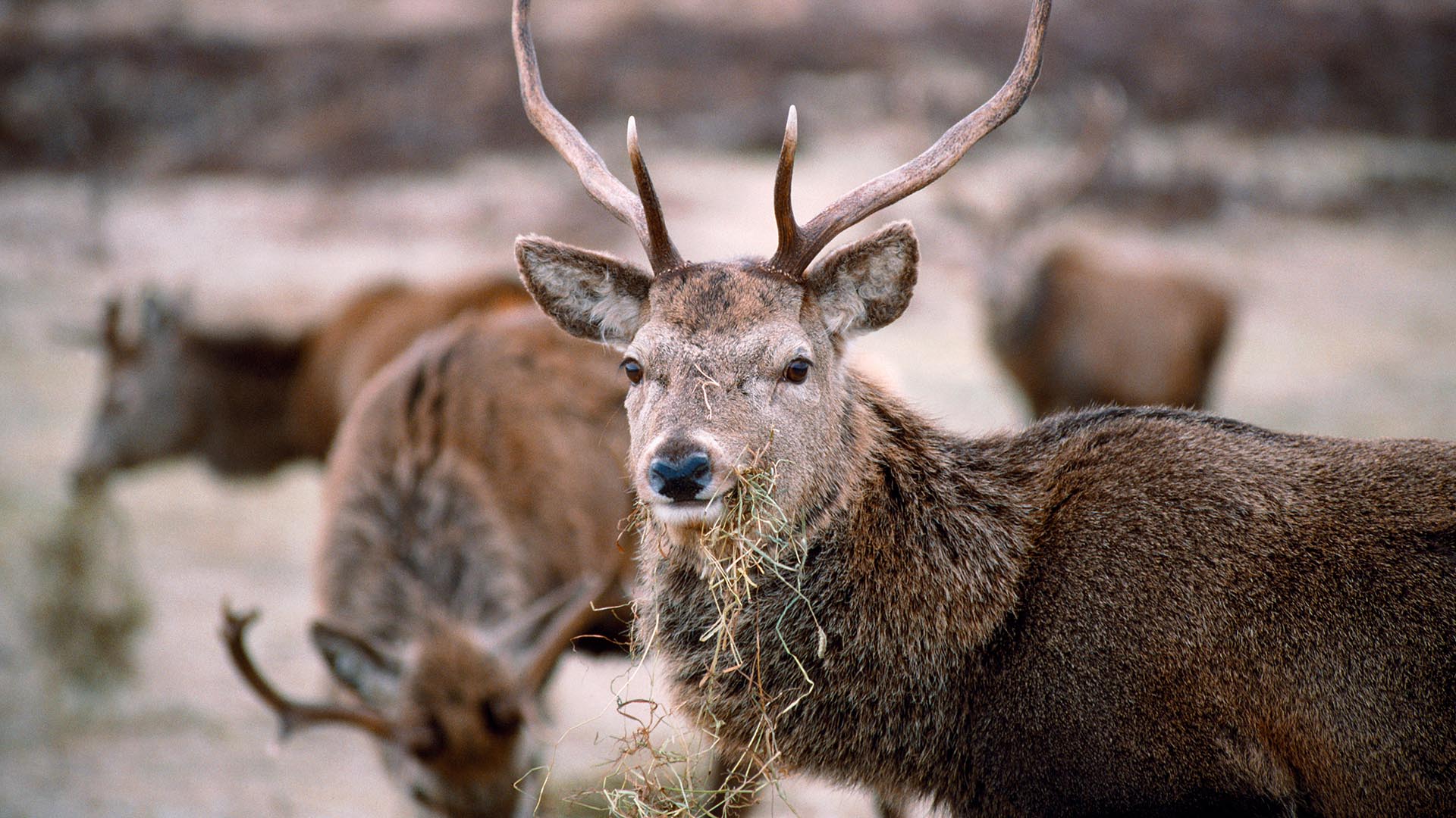 deer-facts-and-folklore-trees-for-life