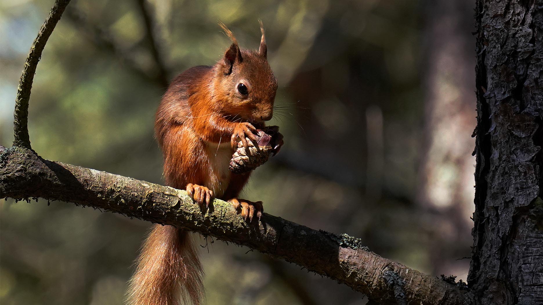 Red Squirrel Facts And Information | Trees For Life