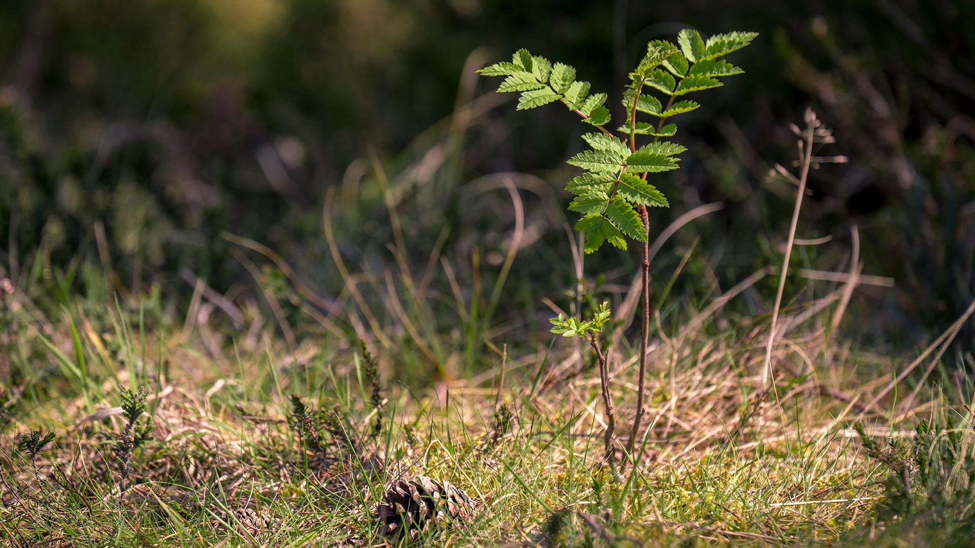 Rowan tree facts and information | Trees for Life