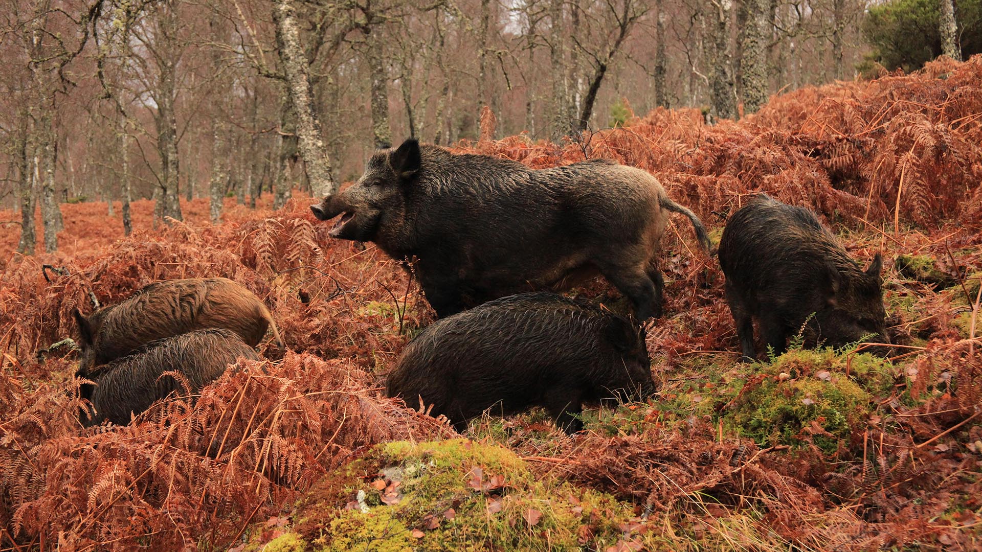 Wild boar mythology and folklore | Trees for Life