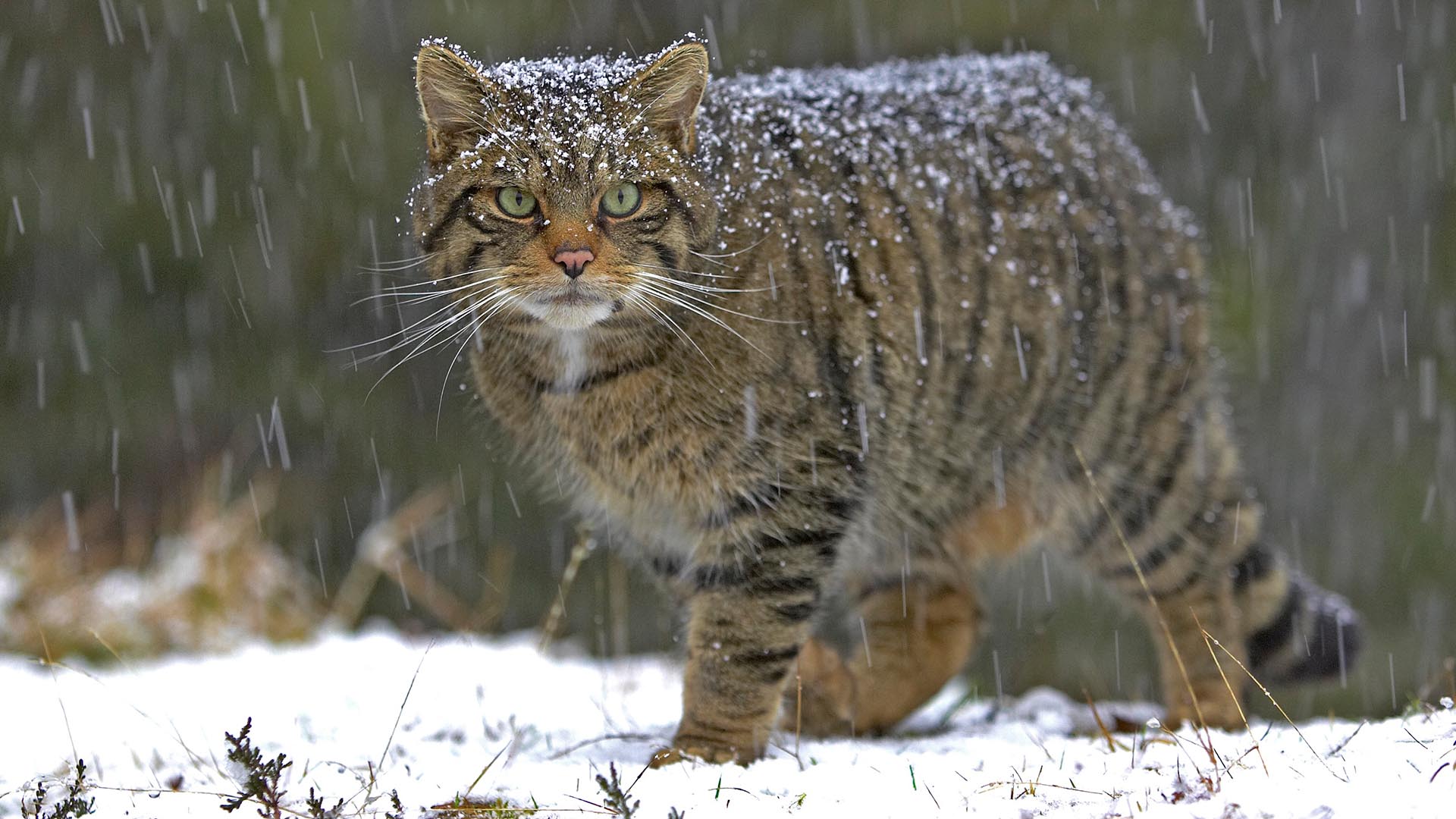 Scottish Wildcat Snow