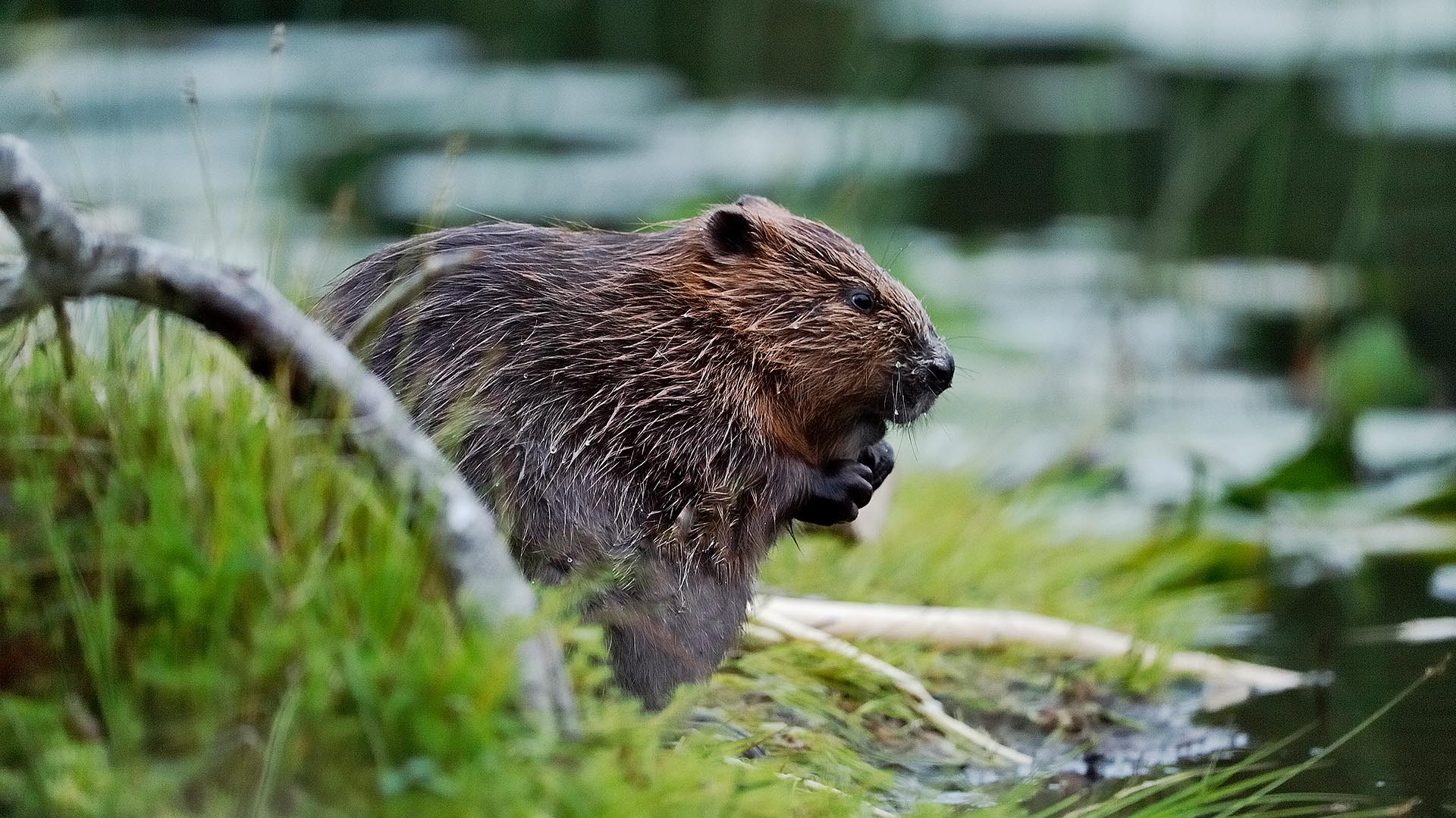 How Much Was A Beaver Pelt Worth 200 Years Ago