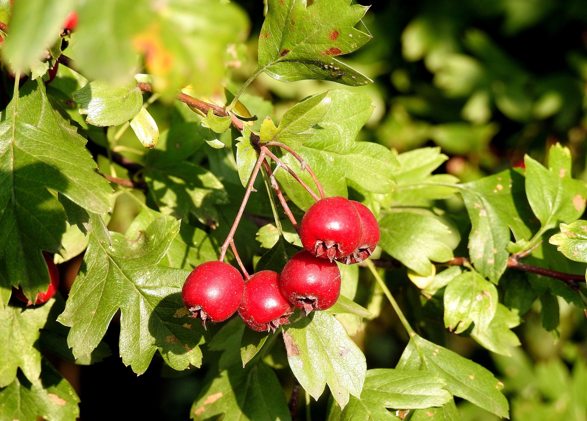 Hawthorn Tree