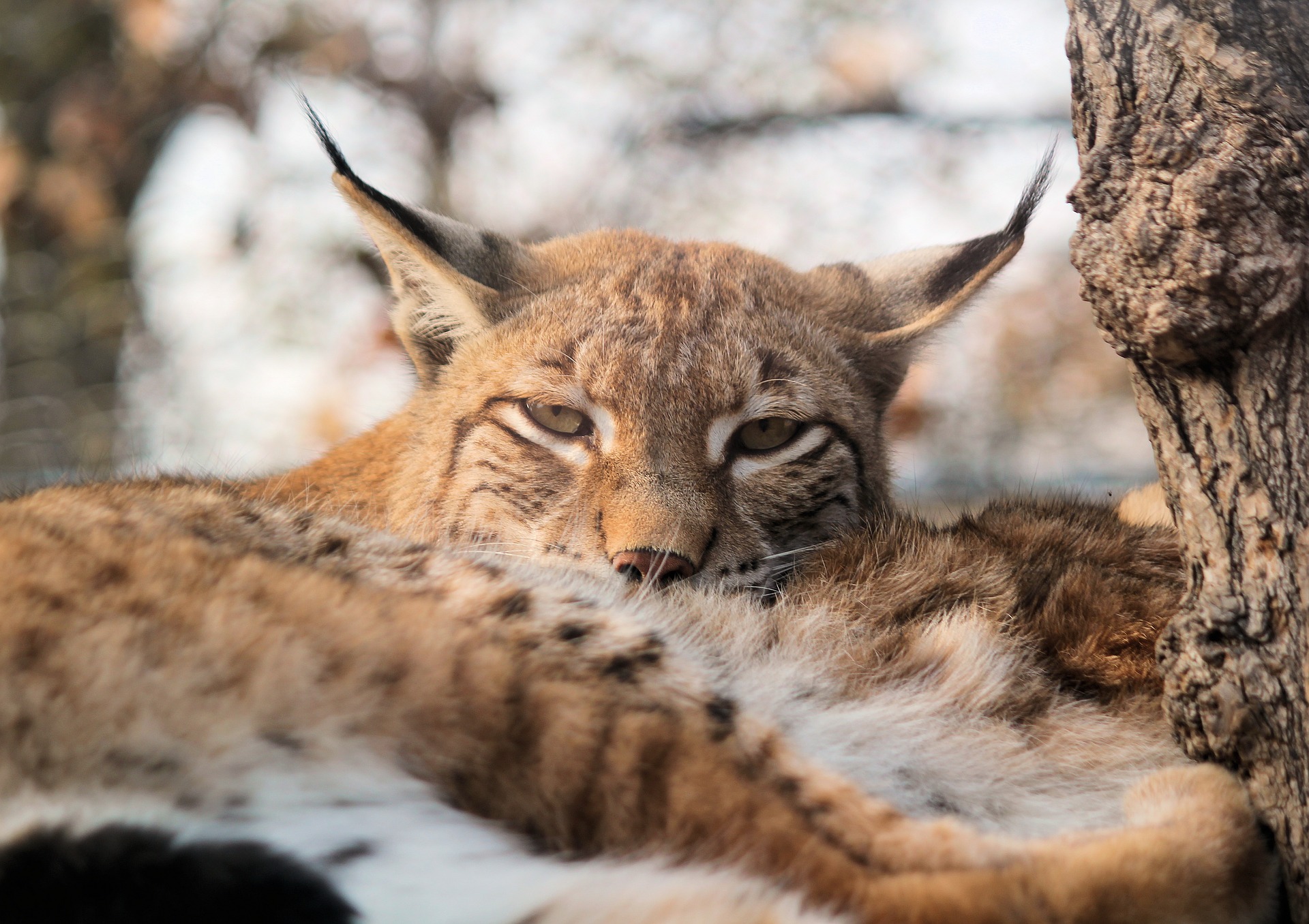 Lynx a missing species - facts and information | Trees for Life