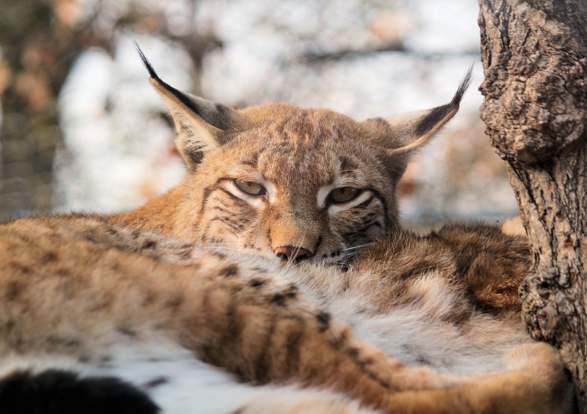 lynx-a-missing-species-facts-and-information-trees-for-life