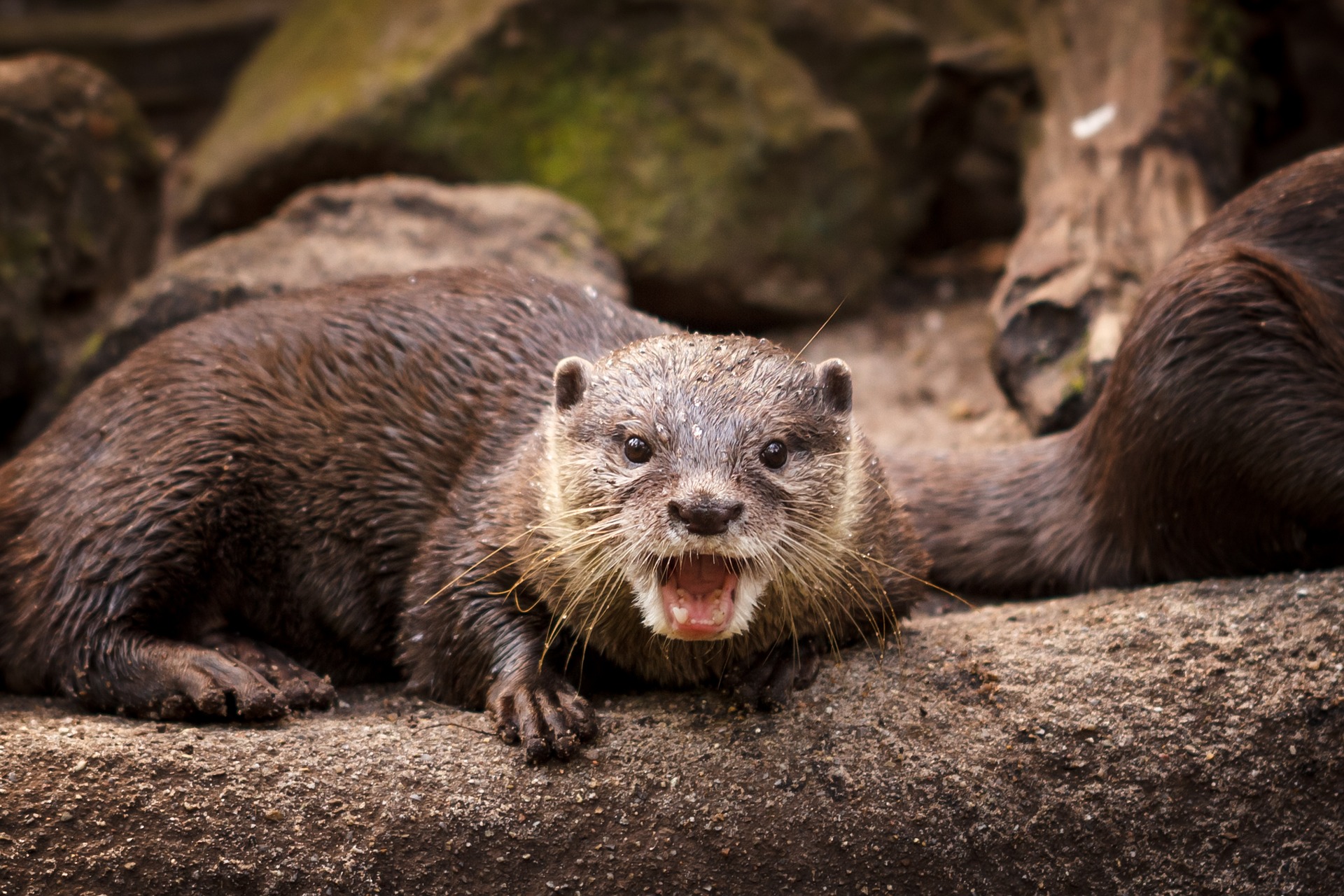 Otter Facts And Information Trees For Life