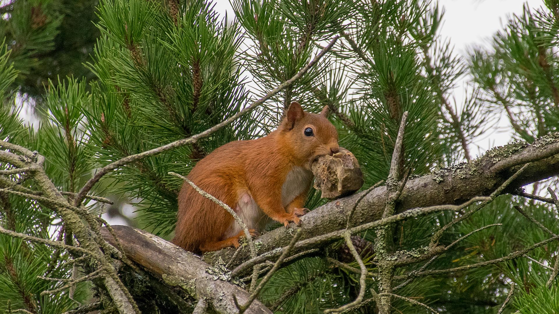 Red squirrel diet