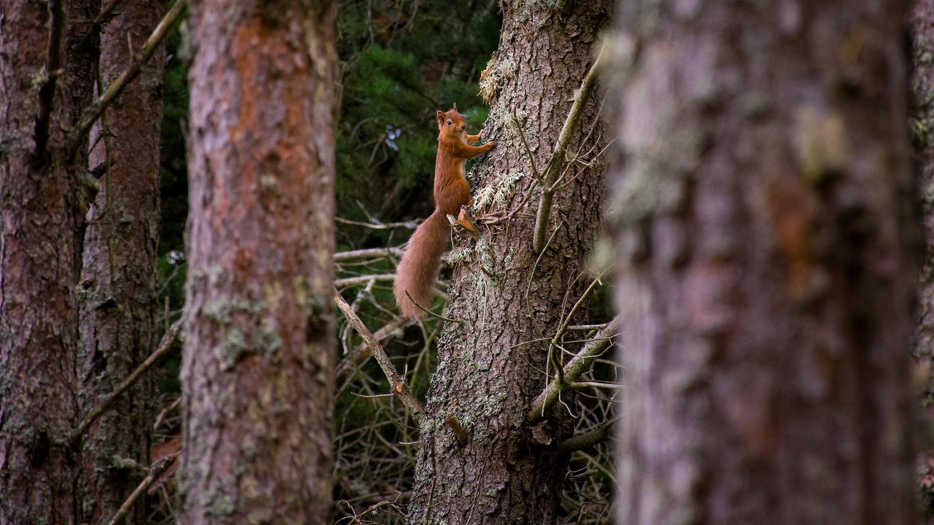 Report a red squirrel sighting