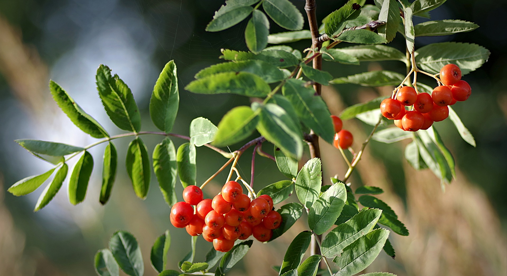 Rowan tree facts and mythology