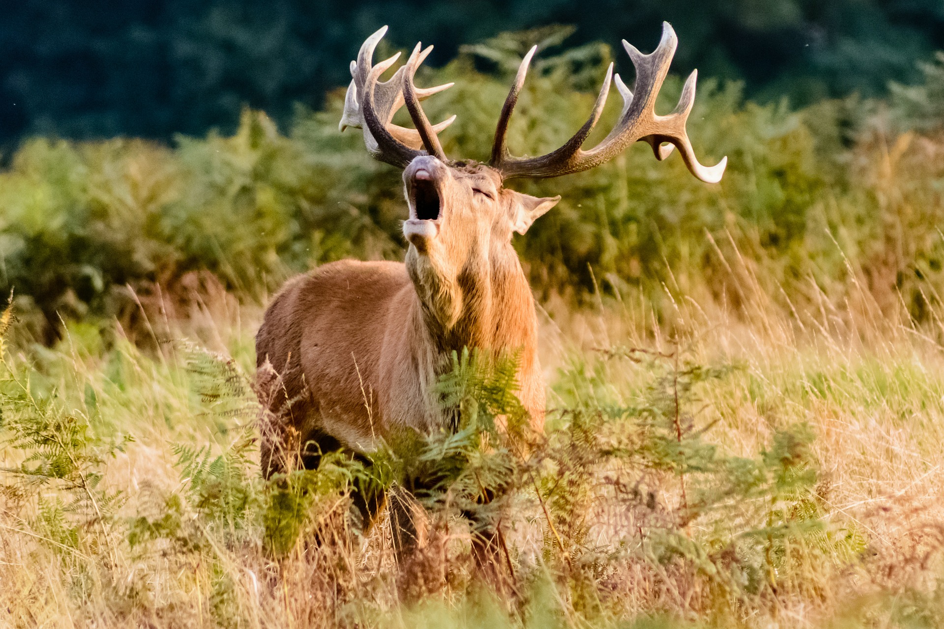 Red Deer Habitat