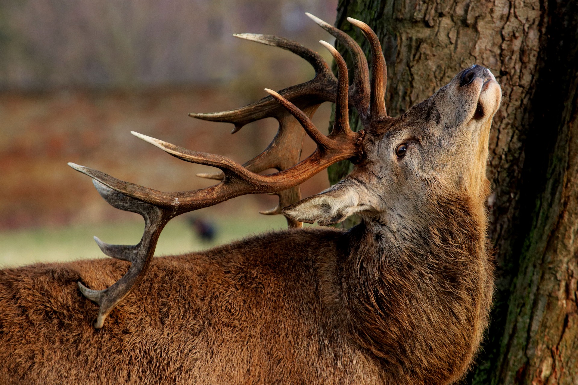 Deer mythology and folklore | Trees for Life