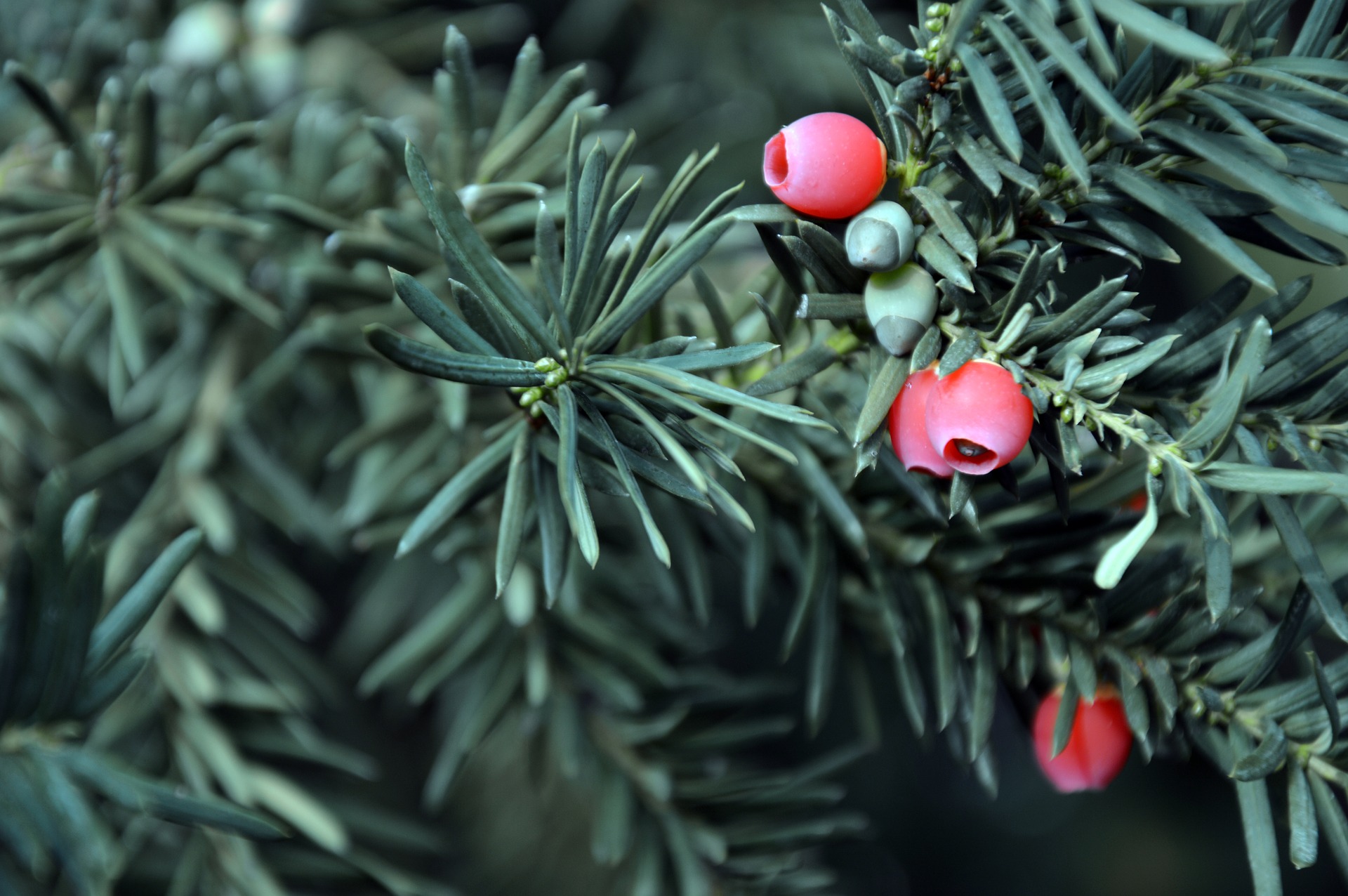 Тис это. Тисс Taxus baccata. Тис ягодный красное дерево. Тис ягодный Taxus baccata. Тисс ягодный Хессей.