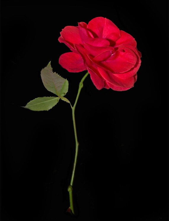 Phantom's Phorest Rose